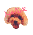 Poodle(it's mine)（個別スタンプ：1）