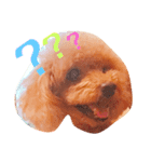 Poodle(it's mine)（個別スタンプ：2）