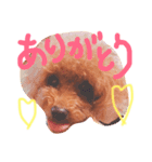Poodle(it's mine)（個別スタンプ：3）