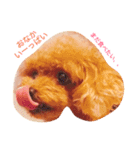 Poodle(it's mine)（個別スタンプ：4）