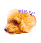 Poodle(it's mine)（個別スタンプ：5）