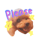 Poodle(it's mine)（個別スタンプ：6）
