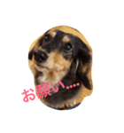 Live chan（個別スタンプ：5）