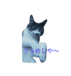 ニャーコ だよ～！（個別スタンプ：1）