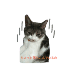 ニャーコ だよ～！（個別スタンプ：2）