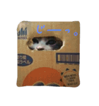 ニャーコ だよ～！（個別スタンプ：9）