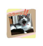 ニャーコ だよ～！（個別スタンプ：10）