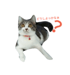 ニャーコ だよ～！（個別スタンプ：11）