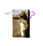 ニャーコ だよ～！（個別スタンプ：12）