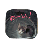ニャーコ だよ～！（個別スタンプ：14）