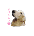 湘南の黒犬（個別スタンプ：21）