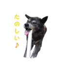 湘南の黒犬（個別スタンプ：23）