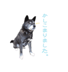 湘南の黒犬（個別スタンプ：24）