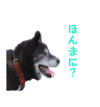湘南の黒犬（個別スタンプ：27）