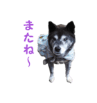 湘南の黒犬（個別スタンプ：28）