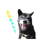 湘南の黒犬（個別スタンプ：30）