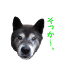 湘南の黒犬（個別スタンプ：32）