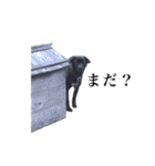 ココざんまい（個別スタンプ：31）