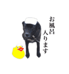 ココざんまい（個別スタンプ：33）