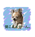 狂犬はるちゃん（個別スタンプ：12）
