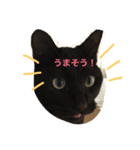 コロタン（個別スタンプ：6）