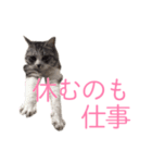 にゃにゃの日常（個別スタンプ：6）