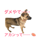 台湾犬ハリちゃん(日本語版)（個別スタンプ：3）