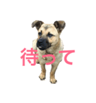 台湾犬ハリちゃん(日本語版)（個別スタンプ：11）