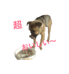 台湾犬ハリちゃん(日本語版)（個別スタンプ：12）