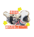 シーズー犬のももこちゃん（個別スタンプ：4）