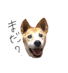 クク.021（個別スタンプ：4）