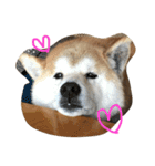 siba,dog！！（個別スタンプ：1）