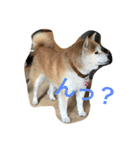 siba,dog！！（個別スタンプ：2）