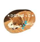siba,dog！！（個別スタンプ：3）