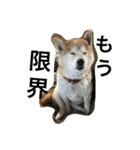 siba,dog！！（個別スタンプ：4）