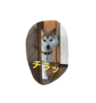 siba,dog！！（個別スタンプ：5）
