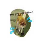 siba,dog！！（個別スタンプ：6）