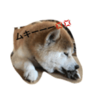 siba,dog！！（個別スタンプ：8）