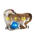 siba,dog！！（個別スタンプ：9）