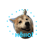 siba,dog！！（個別スタンプ：11）