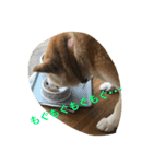 siba,dog！！（個別スタンプ：12）