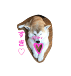 siba,dog！！（個別スタンプ：13）