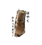 siba,dog！！（個別スタンプ：14）