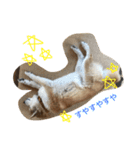 siba,dog！！（個別スタンプ：16）