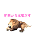 tamastamp フォト（個別スタンプ：4）