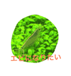 tamastamp フォト（個別スタンプ：5）