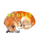tamastamp フォト（個別スタンプ：6）