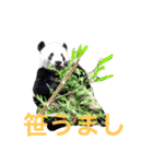 tamastamp フォト（個別スタンプ：7）