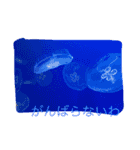 tamastamp フォト（個別スタンプ：10）