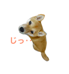 マメゾウ-001（個別スタンプ：7）